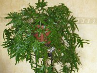 stojan na kytku  IMG 3887